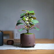 詩甲 小盼菩提綠植盆栽小盆景辦公室內(nèi)客廳陽臺禪意花卉節(jié)日高檔送禮 菩提+紫砂靜