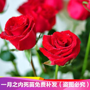 清晨露水園藝玫瑰花苗盆栽庭院陽(yáng)臺觀(guān)賞花卉 歐月玫瑰苗 盆栽薔薇花苗月季花苗 紅色妖姬5顆+肥料+生根粉