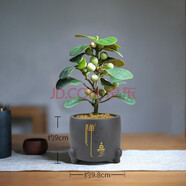 詩甲 小盼菩提綠植盆栽小盆景辦公室內(nèi)客廳陽臺禪意花卉節(jié)日高檔送禮 菩提+黑泥禪