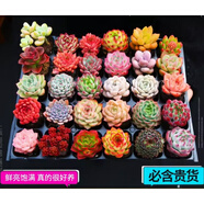 墨一【送貨上門(mén)】多肉植物帶盆組合套裝多肉辦公室綠植花卉三八節(jié)禮物 【隨機(jī)6顆無(wú)盆土】不重復(fù)
