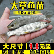草魚(yú)魚(yú)苗活體淡水養殖食用吃草皖半斤食蚊魚(yú)塘魚(yú)缸觀(guān)賞魚(yú)草魚(yú)苗批發(fā) 100條13-16厘米草魚(yú)苗加10%防損