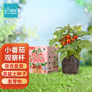 IAM City Farmer小番茄種子兒童種植盆栽學(xué)生植物觀(guān)察杯發(fā)芽生長(cháng)趣味diy植物10031