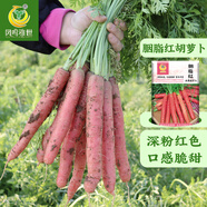 鳳鳴雅世胡蘿卜種子種籽孑子紅水果蘿卜羅卜的紫黑菜種籽紫色黃胡羅卜種子 胭脂紅水果胡蘿卜種子10克