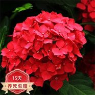 中夢(mèng)繡球花苗老樁大苗陽臺(tái)帶花庭院樹苗盆栽植物卉 烈焰 不含盆