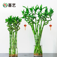 喜藝帶根轉(zhuǎn)運(yùn)竹水竹富貴竹植物水養(yǎng)開運(yùn)竹子盆栽客廳室內(nèi)招財(cái)水培綠植 轉(zhuǎn)運(yùn)竹彎竹-40厘米-6支 不含瓶
