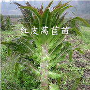 獅灣蔬菜苗菜苗種苗各種秧苗青椒苗番茄苗辣椒西紅柿春季黃瓜辣椒茄子 紅萵苣苗【10顆】