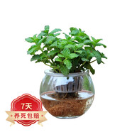 若綠銅錢(qián)草盆栽套餐 室內盆栽植物土培水培花卉綠植源頭直發(fā)包郵 薄荷苗（水培玻璃盆）