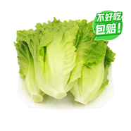 【高原夏菜】鐘靈山羅馬生菜400g