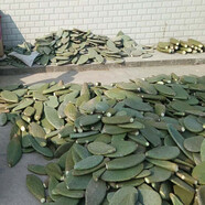 素顏新鮮墨西哥米邦塔仙人掌綠色多肉植物盆栽可食用仙人掌外敷內服 【五年老片，3價(jià) ，多送半斤 不含盆