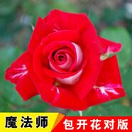4棵玫瑰花苗盆栽四季陽(yáng)臺(tái)爬藤花卉觀花植物室內(nèi)花當(dāng)年開(kāi)花 魔術(shù)師【4棵+生根粉】 不含盆