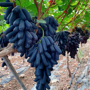 爾瀾無籽甜蜜藍寶石葡萄樹苗包結(jié)果露天盆栽地栽水果苗葡萄苗源頭直發(fā)