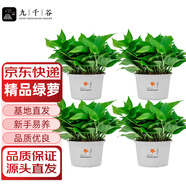九千谷綠蘿盆栽大盆綠植花卉室內(nèi)裝修家居百搭楓葉盆4盆源頭直發(fā)