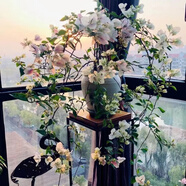 榮郁 垂絲飄枝三角梅矮樁盆栽新品陽(yáng)臺庭院花卉可常年開(kāi)花凈化空氣易 飄枝款【漳紅櫻】原土+肥料 不含盆