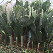 素顏新鮮墨西哥米邦塔仙人掌綠色多肉植物盆栽可食用仙人掌外敷內服 三年老片，3斤價(jià) 炒菜，多送半斤 不含盆