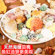 憨憨樂園 魚缸裝飾造景套餐擺件小型水族箱辦公室桌面迷你缸仿真造景布景水草磨砂石海螺貝殼套裝