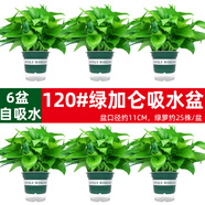 綠有意綠蘿盆栽除甲醛室內(nèi)好養(yǎng)花卉植物綠蘿批發(fā)辦公室新房裝修凈化空氣 120#綠加侖儲(chǔ)水盆6盆+肥 帶盆帶土發(fā)貨