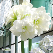 流彗朱頂紅荷蘭大球帶花苞洋朱頂紅種球特大櫻桃妮芙 X1阿弗雷朱頂紅1個(gè)肥營養(yǎng)液 20-22cm