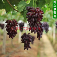 格秀潔葡萄苗樹(shù)苗盆栽 庭院爬藤果樹(shù)苗盆栽地栽當年結果南方北方種植 淘之夢(mèng)葡萄 8年苗【掛滿(mǎn)枝頭】