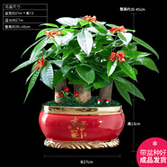 幼薇發(fā)財樹盆栽樹樁招財室內(nèi)大型綠植開業(yè)送禮前臺大號金錢樹四季常青 三棵發(fā)財樹+金紅陶瓷盆 帶盆栽好