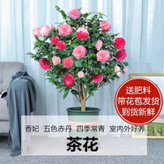 愛你一萬年梔子花盆栽花卉植物室內(nèi)綠植四季好養(yǎng)茉莉花源頭直發(fā)驅(qū)蚊組合包郵 5年五色茶花苗+原土無盆+營養(yǎng)液