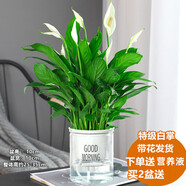 綠有意白掌盆栽一帆風(fēng)順?biāo)嘀参锸覂?nèi)好養(yǎng)花卉綠植水養(yǎng)四季開花植物盆栽 【主圖款】白掌6-8株(早安吸水盆 含盆
