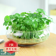 若綠銅錢(qián)草盆栽套餐 室內盆栽植物土培水培花卉綠植源頭直發(fā)包郵 銅錢(qián)草1盆+簡(jiǎn)約魚(yú)缸/帶葉發(fā)貨