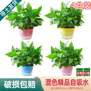 綠有意綠蘿盆栽除甲醛室內好養花卉植物綠蘿批發(fā)辦公室新房裝修凈化空氣 180#混色儲水彩盆4盆+4肥 帶盆帶土發(fā)貨