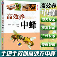 高效養(yǎng)中蜂 蜜蜂養(yǎng)殖技術書籍 養(yǎng)蜜蜂的書籍 中華蜂土蜂中蜂飼養(yǎng)養(yǎng)殖技術書籍 養(yǎng)蜂技術大全養(yǎng)蜂技術手冊 高效養(yǎng)中蜂