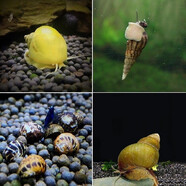 觀(guān)賞螺蝦蟹族活體魚(yú)缸壁除藻螺觀(guān)賞魚(yú)活魚(yú)魚(yú)缸除藻魚(yú)缸造景 黃金螺4馬來(lái)螺10彩蛋螺6石螺5