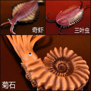 林暢模玩寒武紀(jì)奧陶紀(jì)生物兒童玩具仿真早教動物模型史前時(shí)代海洋遠(yuǎn)古巨獸 菊石+奇蝦+三葉蟲