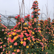 清韻伊人 月季花樹苗爬藤當(dāng)年開花月季花苗特大花盆栽地載庭院薔薇 滕彩虹【爬藤】