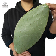御薈坊 墨西哥米邦塔仙人掌盆栽食用美容院外敷種植做菜觀賞仙人掌 食用3年片 3斤裝