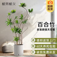 植男植女造型百合竹客廳盆栽發(fā)財(cái)樹(shù)天堂鳥(niǎo)大型綠植客廳辦公室陽(yáng)臺(tái)源頭直發(fā)