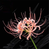 綠植彼岸花種子曼珠沙華盆栽彼岸花種球石蒜花室內(nèi)四季種花卉 寫-粉色 5個(gè)彼岸花種球+盆+肥+生根粉