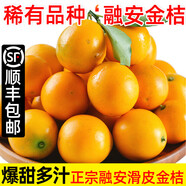 驕瑰融安金桔 順豐-隔日達正宗廣西脆蜜金桔滑皮金桔脆蜜金柑新鮮水果 凈重5斤融安金桔彩箱普裝 特大果20-25顆/斤(大點(diǎn)甜點(diǎn))