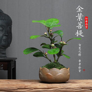 詩甲 小盼菩提綠植盆栽小盆景辦公室內(nèi)客廳陽臺禪意花卉節(jié)日高檔送禮 菩提+蓮花盆+底座