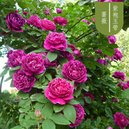 【15.8元三顆】薔薇花苗爬藤植物 玫瑰月季花苗 盆栽地栽大花濃香花卉庭院室內(nèi)陽(yáng)臺(tái)植物 紫袍玉帶(三顆) 不含盆