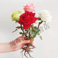 玫瑰花苗盆栽玫瑰花大苗四季開花 一花四色D  四季開花 十年苗【開花較多】開花4-5朵