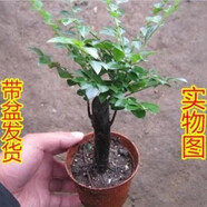 薌苒小葉紫檀盆景樹樁老樹樁小樹苗地栽盆栽苗小葉紫檀樹苗 30厘米盆栽苗(獨(dú)桿)（含盆） 一棵