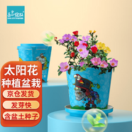 IAM City Farmer太陽花種子 兒童種植迷你盆栽綠植植物幼兒園觀察種植作業(yè)10019