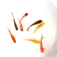墨之瑤冷水魚(yú)活體魚(yú)觀賞魚(yú)紅草花草黑草金魚(yú)草鯽魚(yú)錦鯉魚(yú)飼料魚(yú)淡水魚(yú) 黃金+花草9-11CM各5條