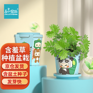 IAM City Farmer含羞草迷你盆栽 兒童diy種植小盆栽套裝植物觀察日記小禮物10026