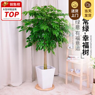 嘆為觀止大型植物發(fā)財樹各種大顆盆栽開業(yè)喬遷客廳辦公室內(nèi)好養(yǎng)大型花卉 幸福樹【1.2-.1.4米】 不含盆
