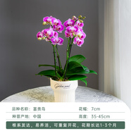 金色池塘金色池塘歐苗蝴蝶蘭盆栽帶花苞客廳桌面花卉開(kāi)業(yè)喬遷鮮花節日禮物 【富貴鳥(niǎo)四梗含冠軍杯】已開(kāi)花