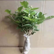 重瓣茉莉花盆栽濃香型南方四季開花帶盆驅(qū)蚊綠植花卉室內(nèi)陽臺庭院 茉莉4棵帶花苞發(fā)貨【不含盆】