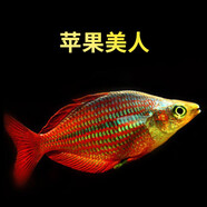 水財神剛果美人魚水族寵物觀賞魚可混養(yǎng)彩色群游魚小型可混養(yǎng)熱帶魚活體 蘋果美人6-7cm1條裝 魚