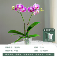 金色池塘金色池塘【富貴鳥(niǎo)】蝴蝶蘭盆栽帶花客廳花卉開(kāi)業(yè)喬遷鮮花節日禮物 【富貴鳥(niǎo)兩梗含塑料杯】已開(kāi)花
