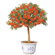 益綺椛桂花樹苗盆栽四季開花庭院綠化美觀室內(nèi)外地栽大樹濃香型花卉綠植 四季沉香 4年苗【當(dāng)年開花】
