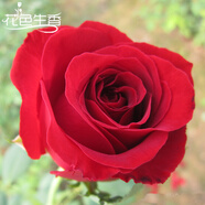 清韻伊人 月季花樹苗爬藤當(dāng)年開花月季花苗特大花盆栽地載庭院薔薇 卡羅拉【不爬藤】