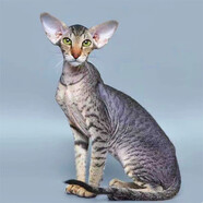 春燕美寵東方短毛貓幼貓純種飛機耳雙血統寵物貓東短貓活體幼崽溫順不掉毛 血統級 虎斑